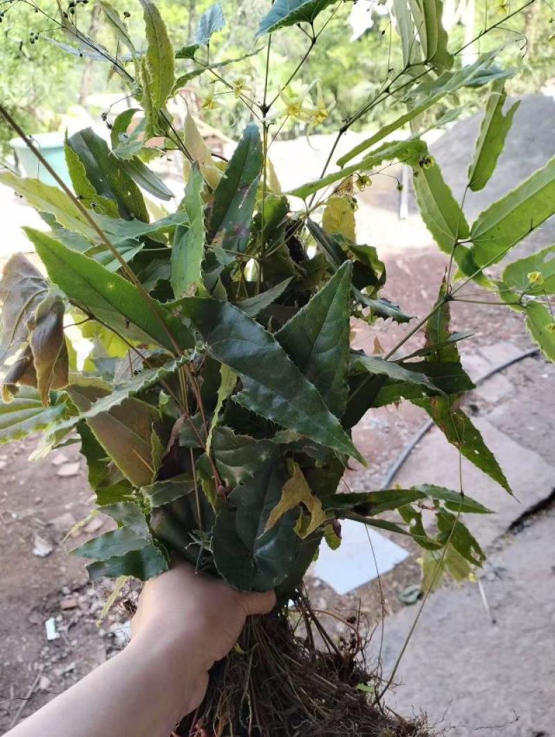 淫羊藿苗大量供货品质保证成活率高欢迎来电洽谈价更优