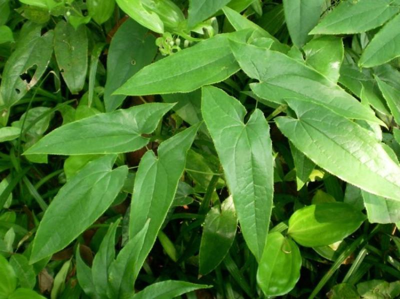 淫羊藿苗大量供货品质保证成活率高欢迎来电洽谈价更优