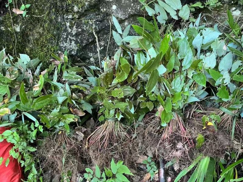 淫羊藿苗大量供货品质保证成活率高欢迎来电洽谈价更优