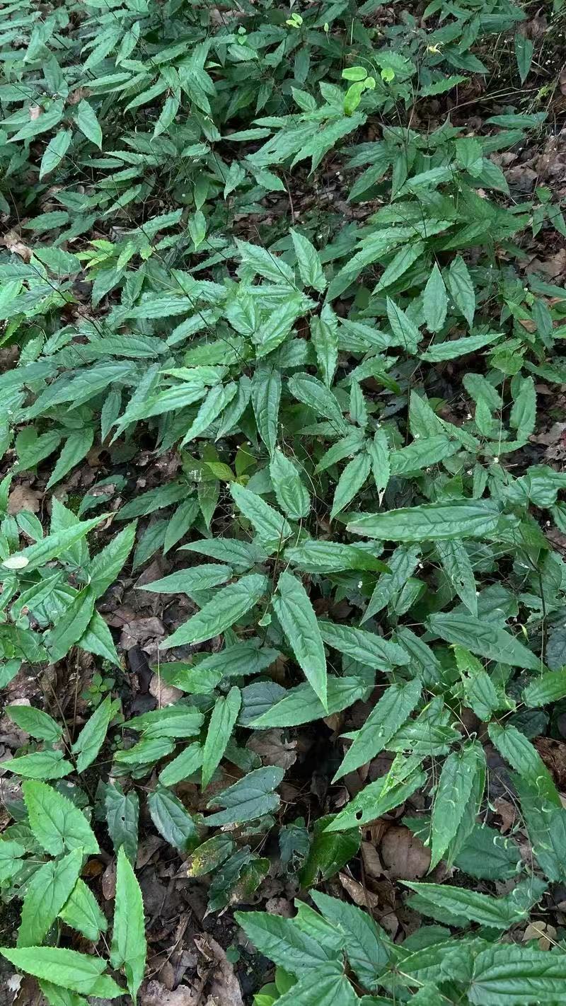淫羊藿苗大量供货品质保证成活率高欢迎来电洽谈价更优