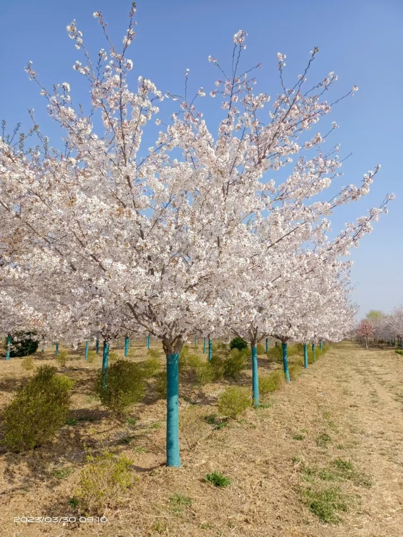 樱花树，染井吉野樱花早樱白花晚樱阳光樱规格齐全可视频