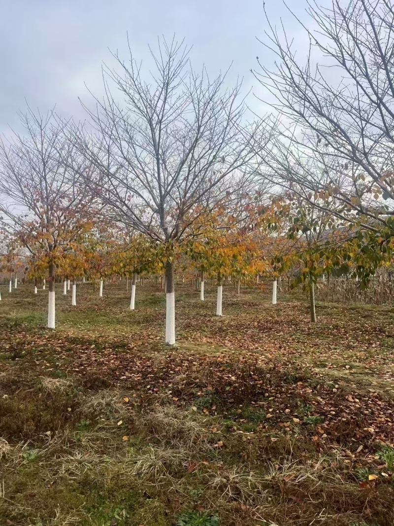 樱花树，染井吉野樱花早樱白花晚樱阳光樱规格齐全可视频