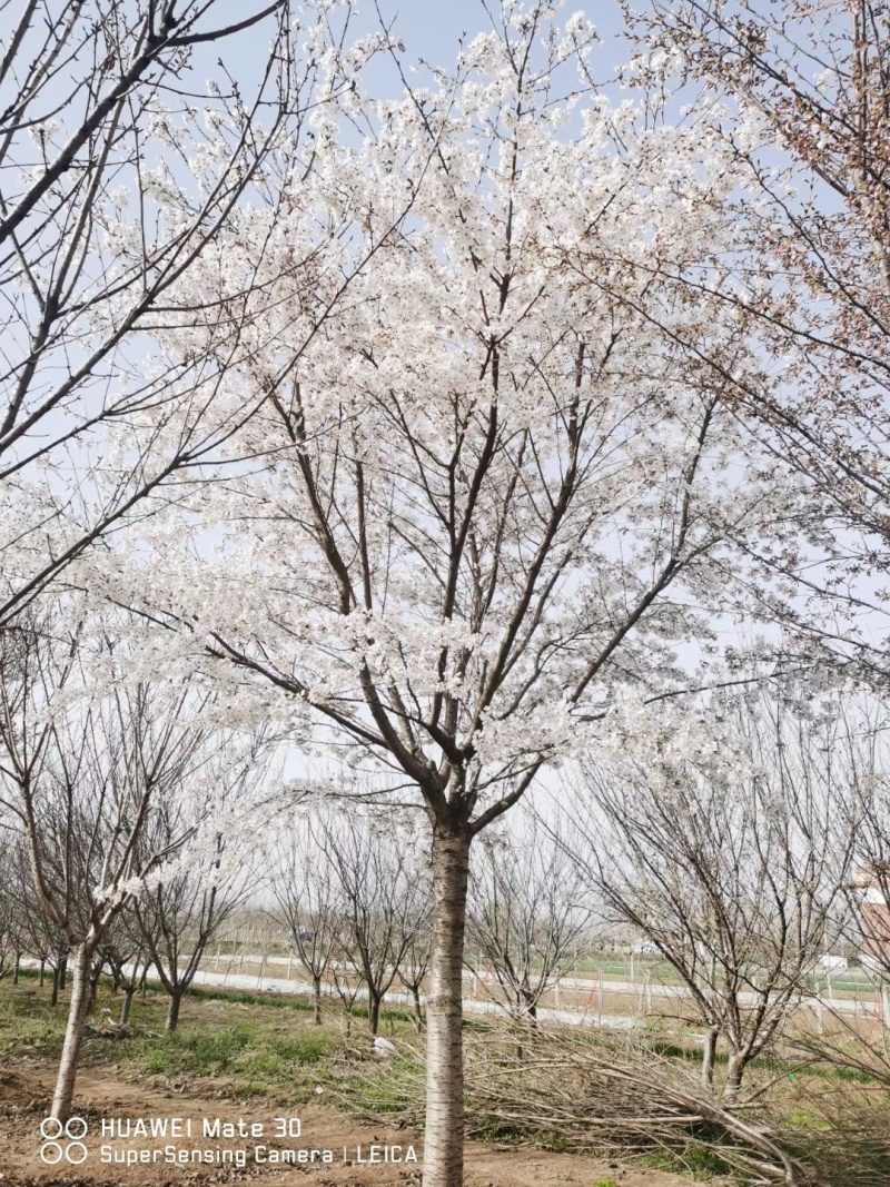 樱花树，染井吉野樱花早樱白花晚樱阳光樱规格齐全可视频
