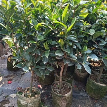 茶花苗四季茶花苗茶梅树苗