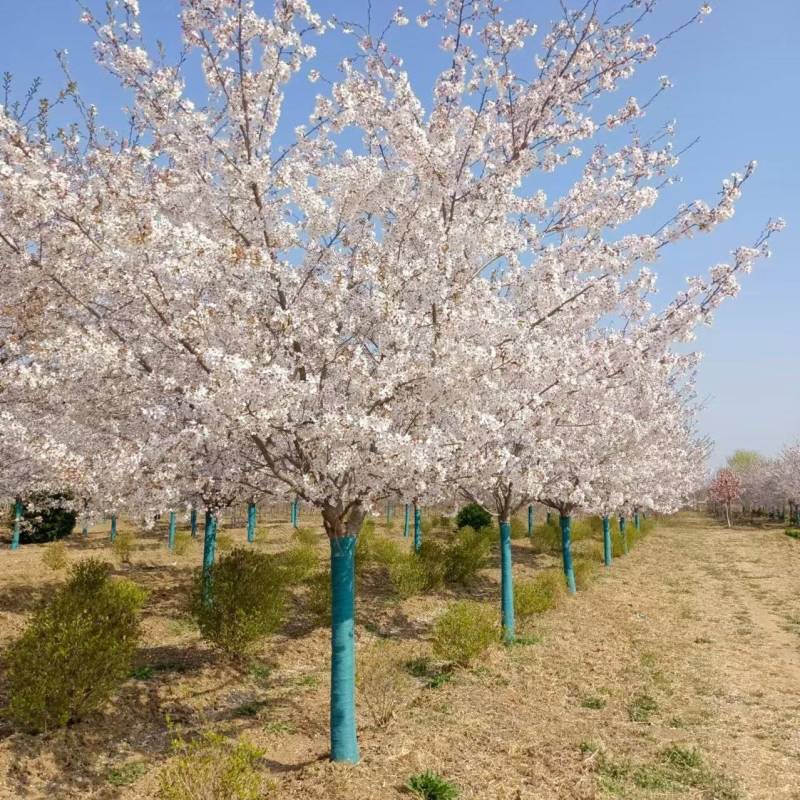 樱花树，染井吉野樱花早樱白花晚樱阳光樱规格齐全可视频