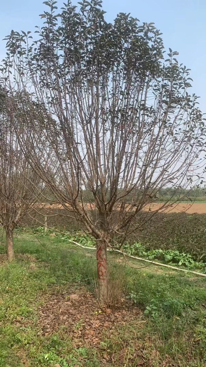 绚丽海棠，北美海棠，垂丝海棠，八楞海棠