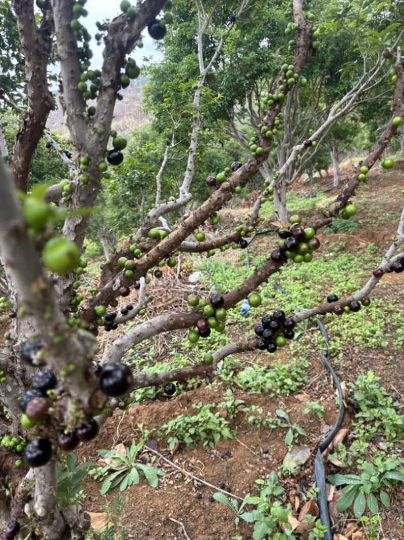 云南高山嘉宝果