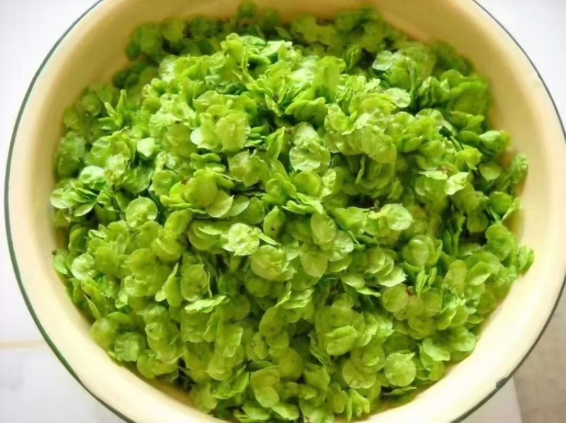 精选2025现摘现发新鲜榆钱野菜**营养价值高欢迎老板