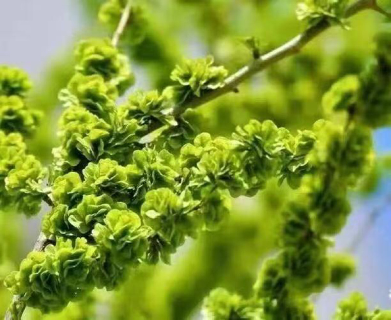 精选2025现摘现发新鲜榆钱野菜**营养价值高欢迎老板