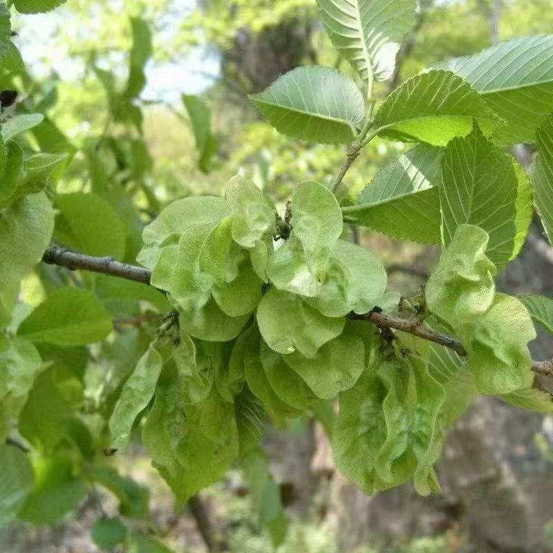 精选2025现摘现发新鲜榆钱野菜**营养价值高欢迎老板
