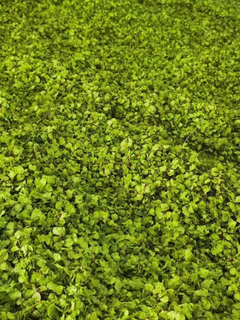 精选2025现摘现发新鲜榆钱野菜**营养价值高欢迎老板