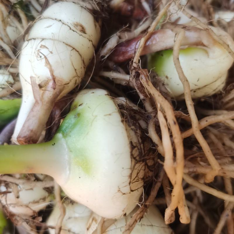 毛慈菇