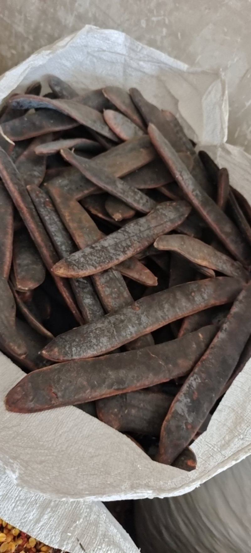猪牙皂大小都有各种规格量大从优欢迎选购