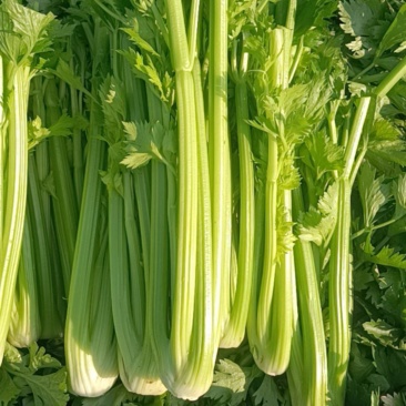 西芹毛芹大量供应