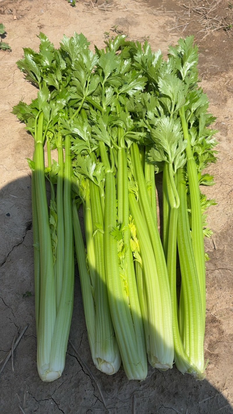 西芹毛芹大量供应