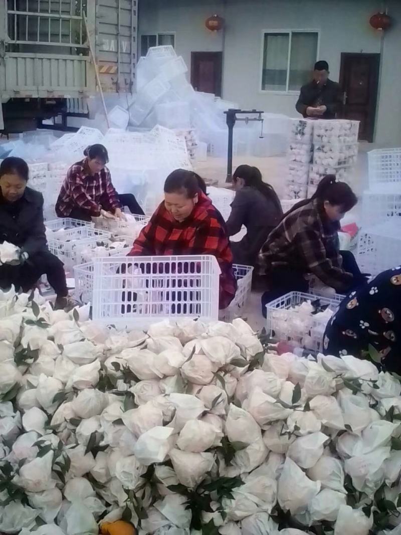 四川金堂三溪脐橙，口感脆甜，颜色火红，大量上市中