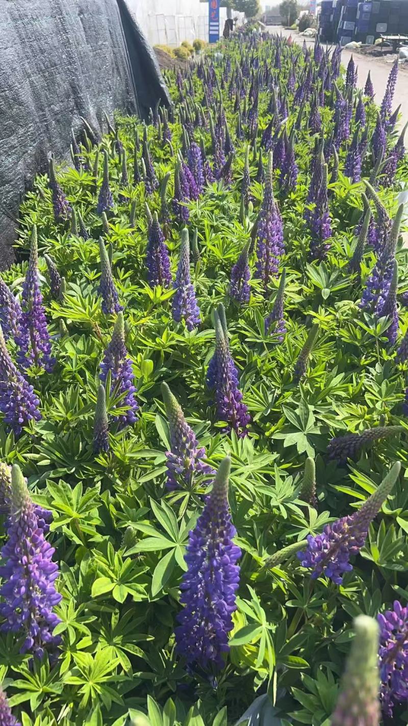 鲁冰花1加仑，基地有量，欢迎来一亩田订购