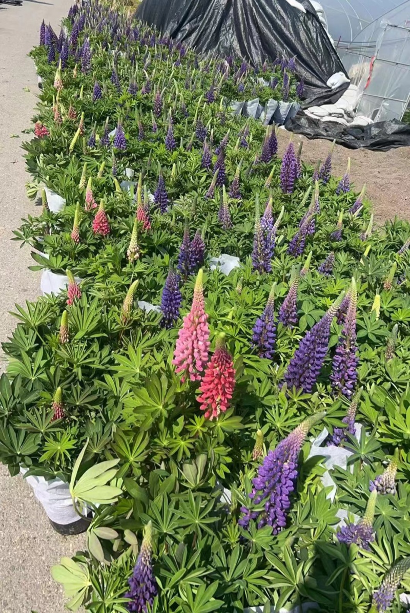 鲁冰花1加仑，基地有量，欢迎来一亩田订购