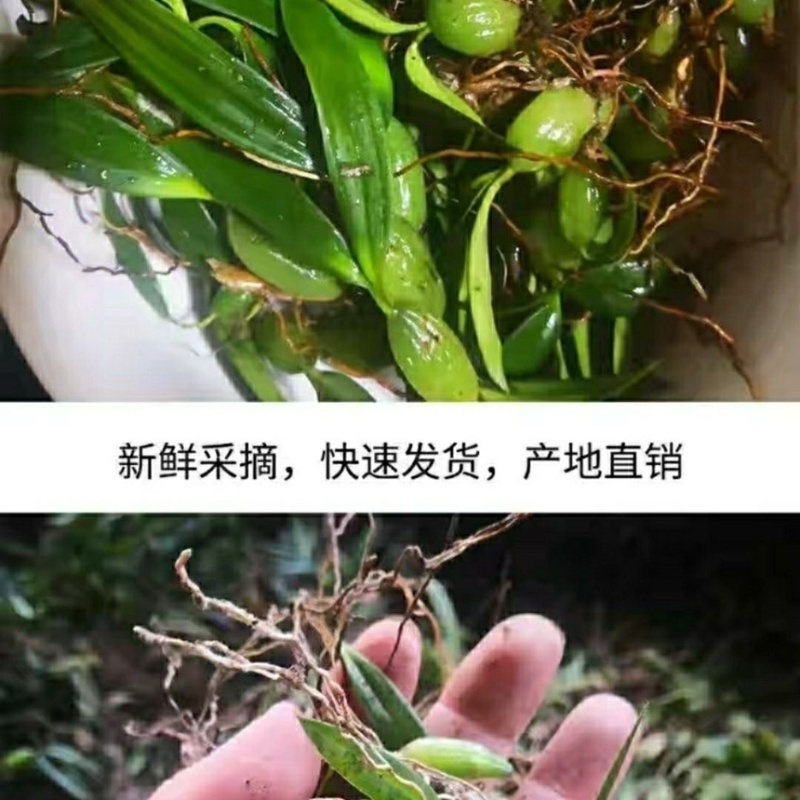 石橄榄双叶小果新鲜石仙桃岩柱石石上莲云南现摘