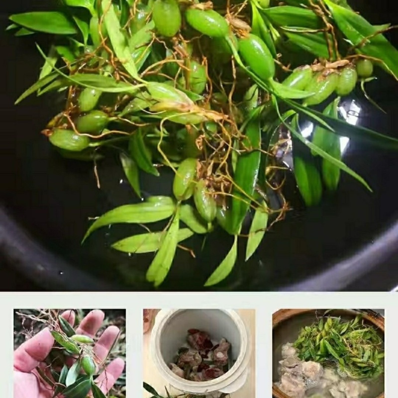石橄榄双叶小果新鲜石仙桃岩柱石石上莲云南现摘