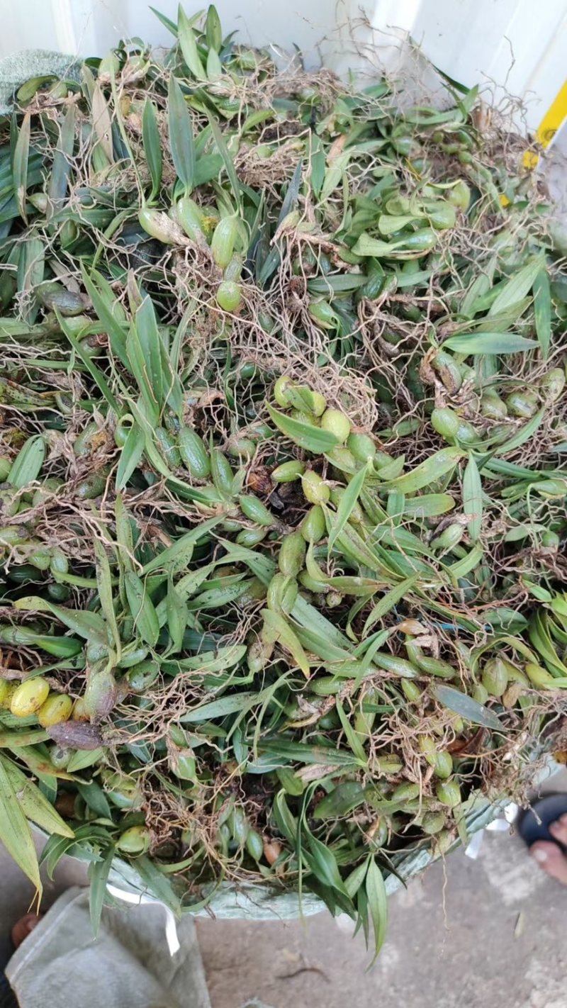 石橄榄双叶小果新鲜石仙桃岩柱石石上莲云南现摘