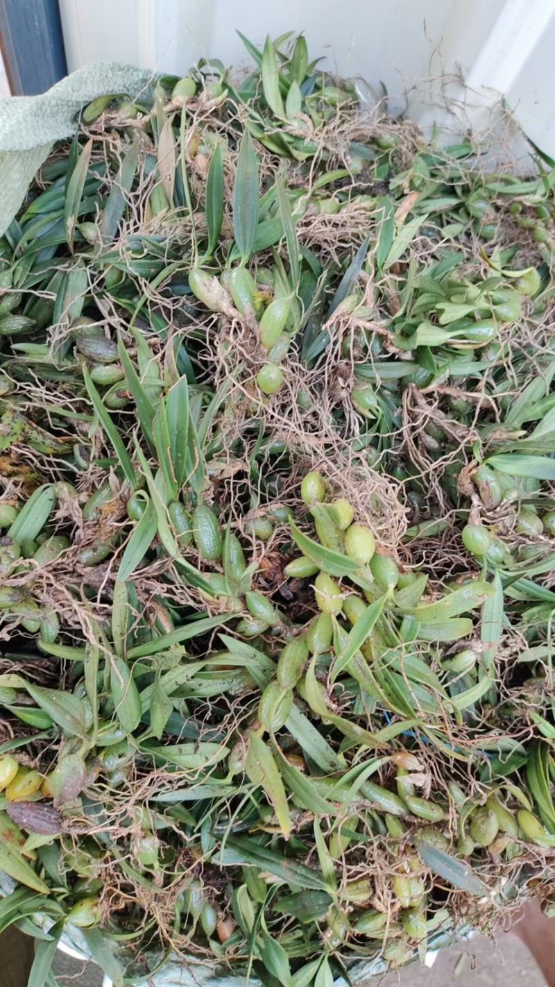 石橄榄双叶小果新鲜石仙桃岩柱石石上莲云南现摘