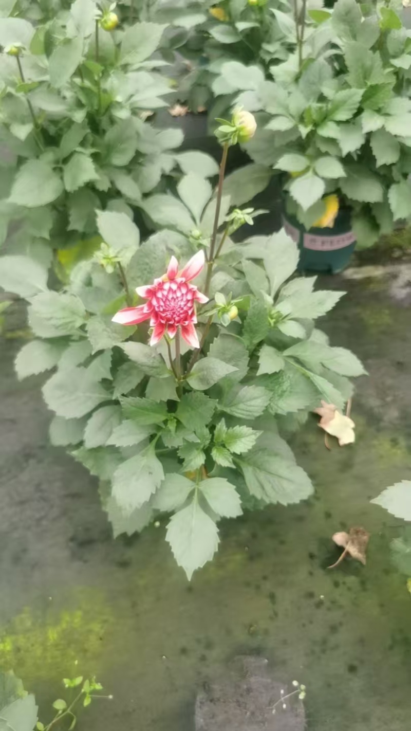 观花植物大丽花1加仑粉色、黄色基地有量，欢迎来订购。