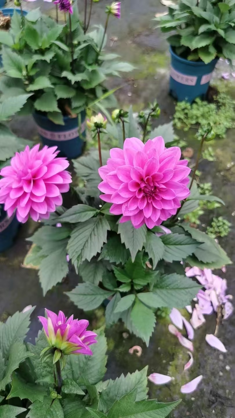 观花植物大丽花1加仑粉色、黄色基地有量，欢迎来订购。
