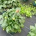 观花植物大丽花1加仑粉色、黄色基地有量，欢迎来订购。