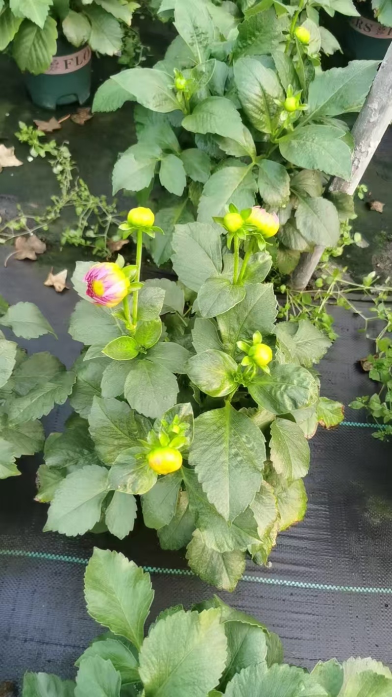 观花植物大丽花1加仑粉色、黄色基地有量，欢迎来订购。