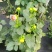 观花植物大丽花1加仑粉色、黄色基地有量，欢迎来订购。