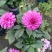 观花植物大丽花1加仑粉色、黄色基地有量，欢迎来订购。