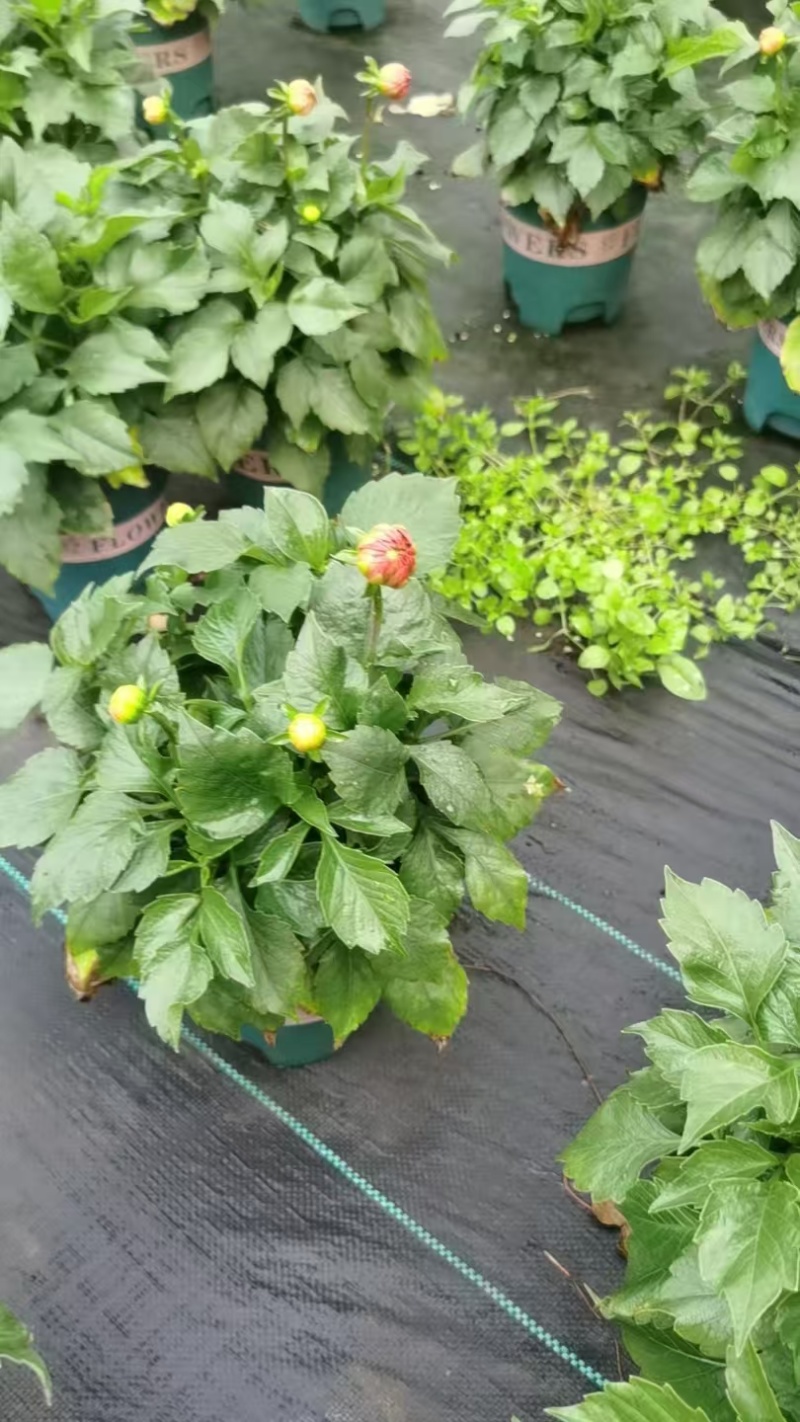 观花植物大丽花1加仑粉色、黄色基地有量，欢迎来订购。