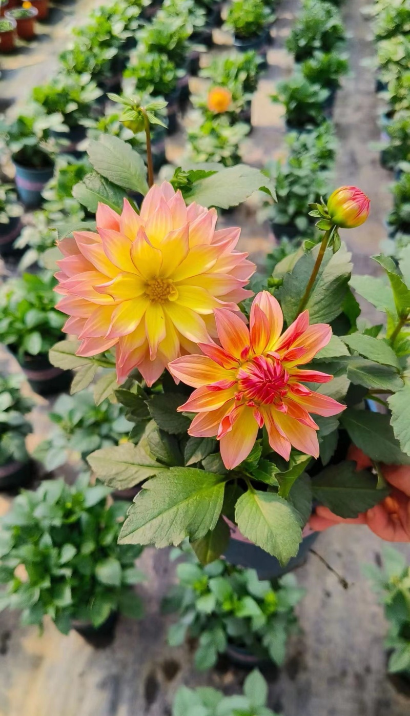 观花植物大丽花1加仑粉色、黄色基地有量，欢迎来订购。