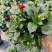 观花植物大丽花1加仑粉色、黄色基地有量，欢迎来订购。