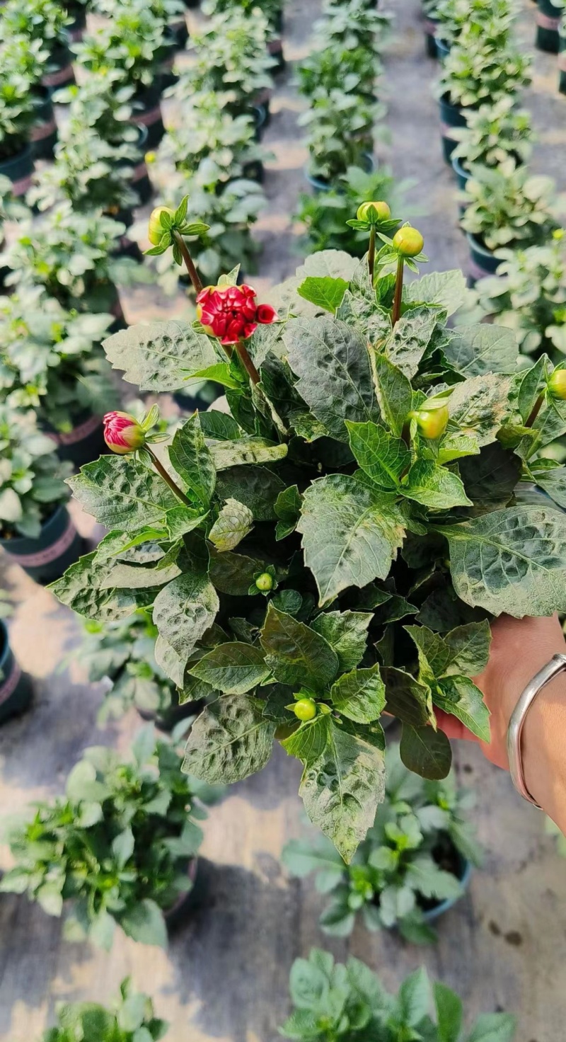 观花植物大丽花1加仑粉色、黄色基地有量，欢迎来订购。