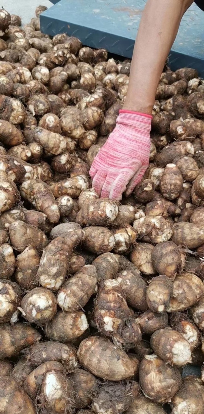 芋头8520毛芋头价格便宜电商市场商超坏烂包赔