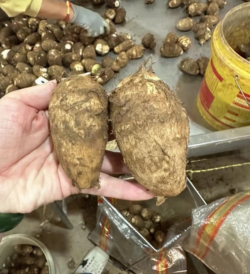 芋头8520毛芋头价格便宜电商市场商超坏烂包赔