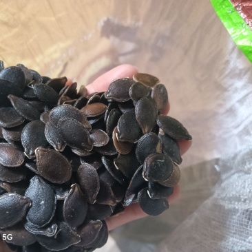 云南黑金刚有货