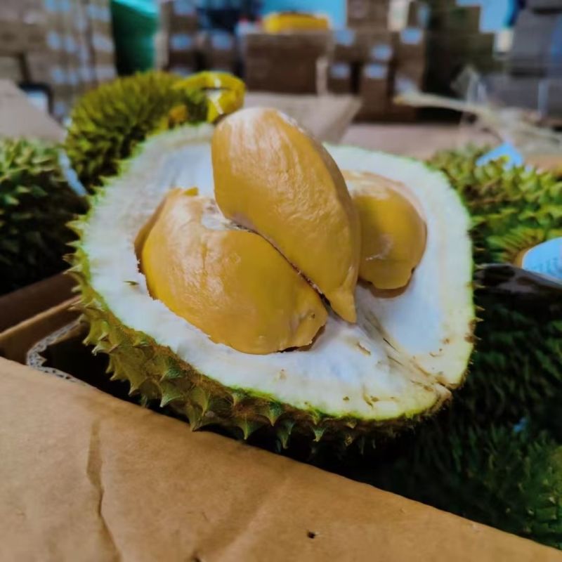 泰国托曼尼榴莲巴掌榴莲小猫山王榴莲大量有货一件代发批发