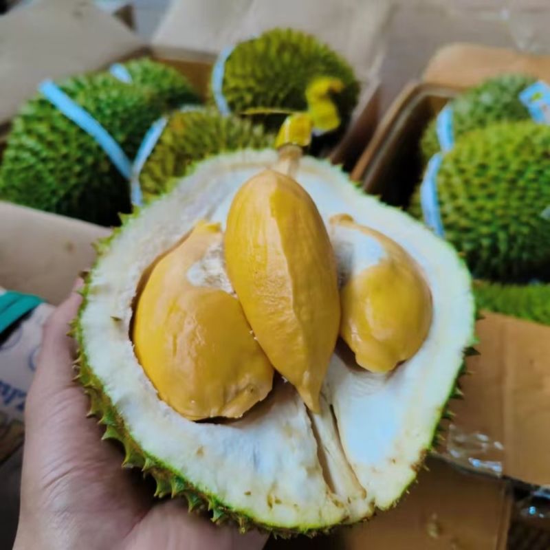 泰国托曼尼榴莲巴掌榴莲小猫山王榴莲大量有货一件代发批发
