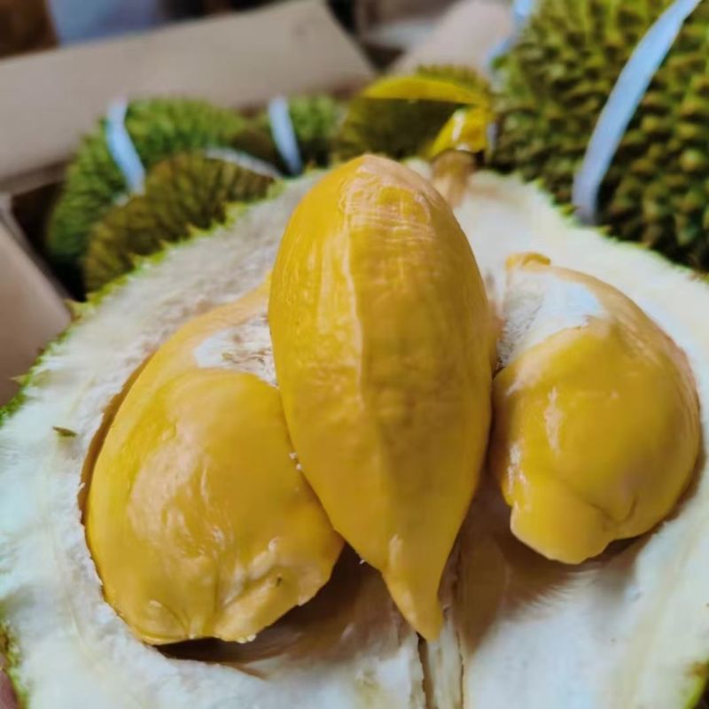 泰国托曼尼榴莲巴掌榴莲小猫山王榴莲大量有货一件代发批发