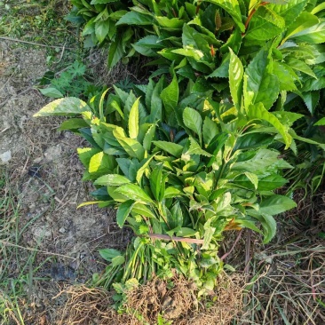 草珊瑚苗