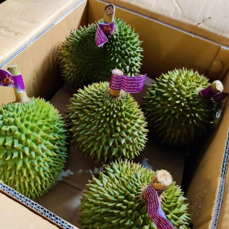泰国托曼尼榴莲巴掌榴莲小猫山王榴莲大量有货一件代发批发