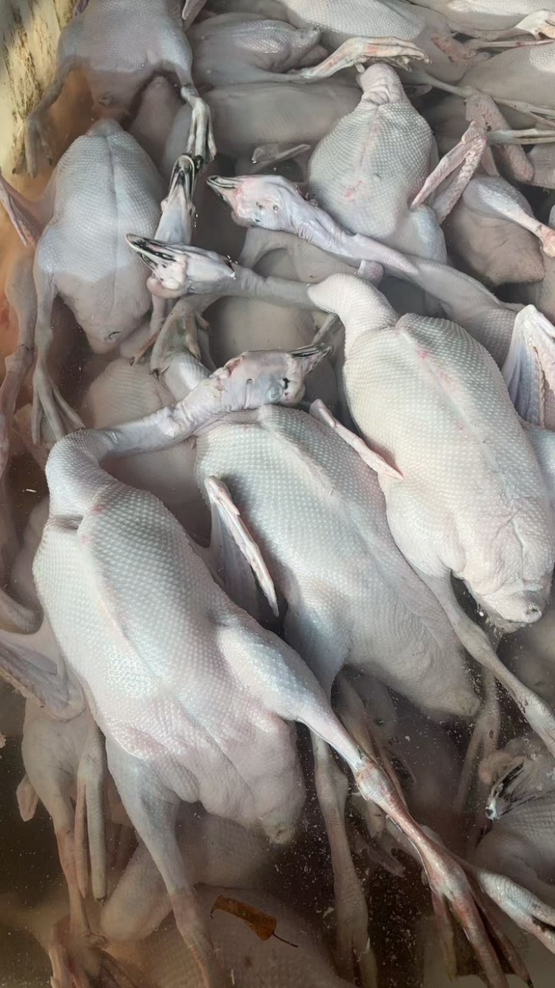 广东黑棕鹅，马冈鹅