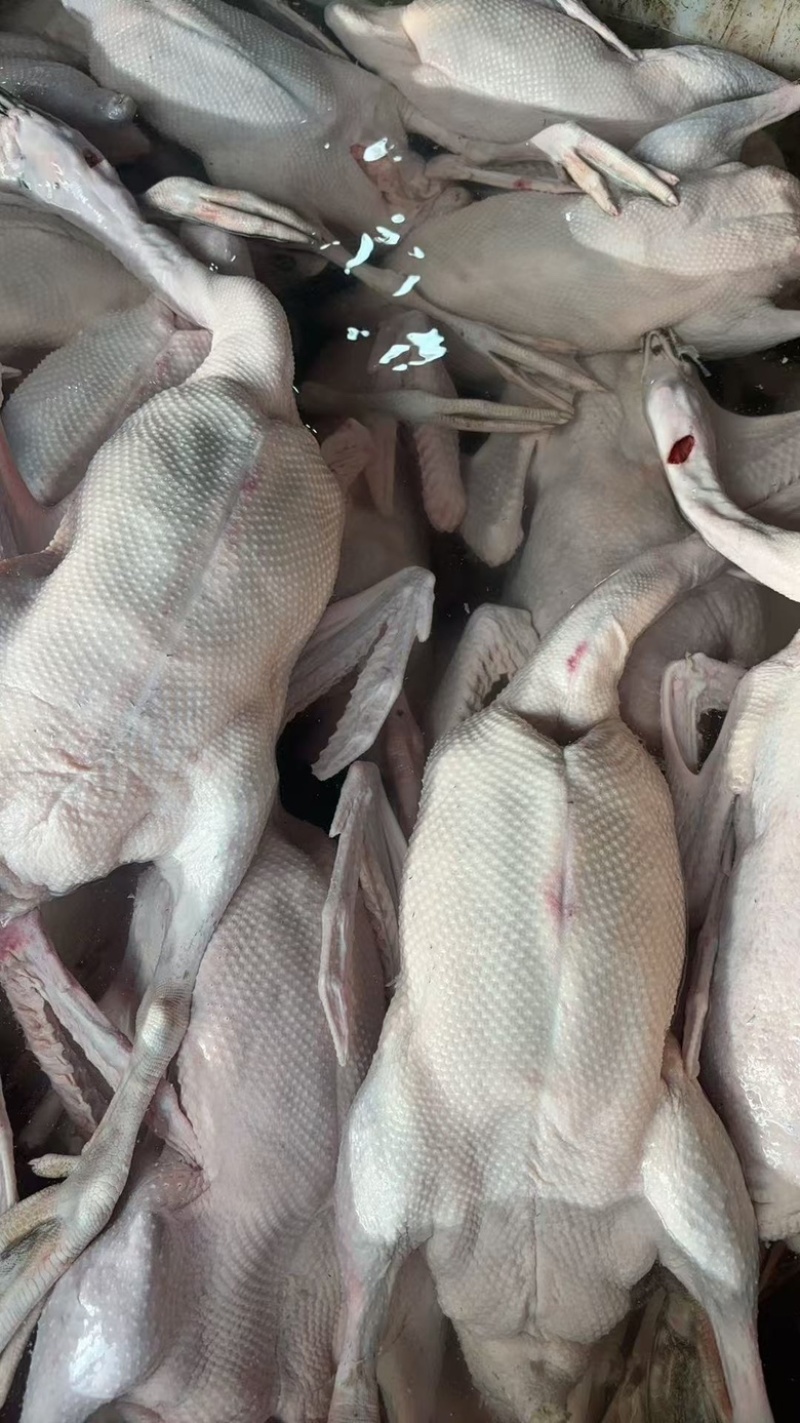 广东清远鹅，各个价格都有，价格实惠，一手货源欢迎咨询