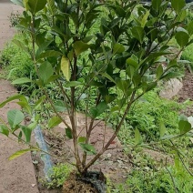 栀子花笼子两年苗