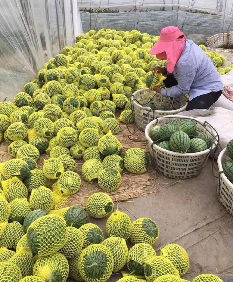 特小凤西瓜江苏西瓜盐城西瓜脆甜多汁对接全国市场等