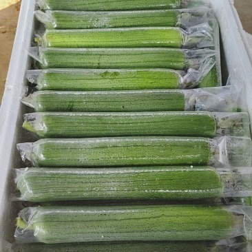 油皮丝瓜，水瓜，丝瓜，产地直供，量大从优
