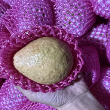 红心芭乐，白心芭乐市场商超整车发货